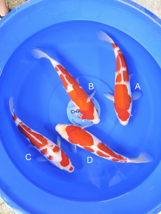 Koi fish for sale — 33-35 cm Omosako Kohaku at ChampKoi