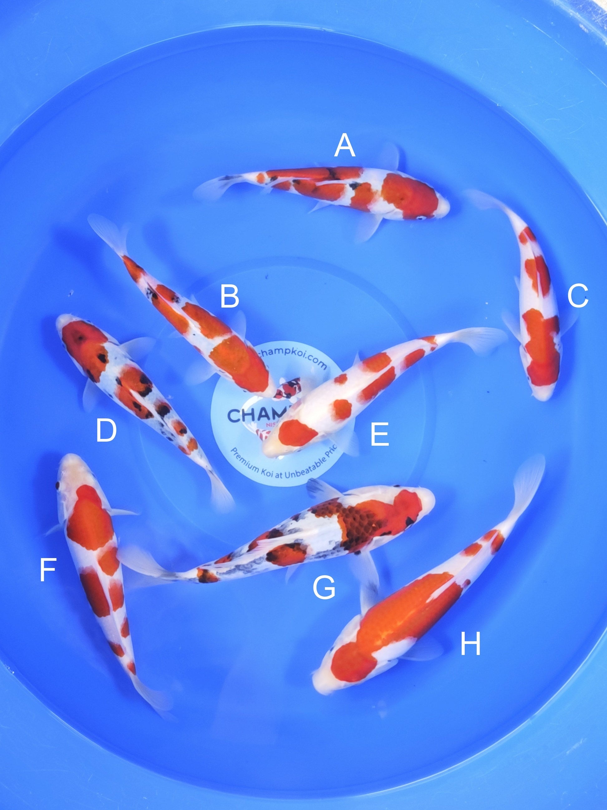 Koi fish for sale — 20-25 cm Takigawa Sanke at ChampKoi