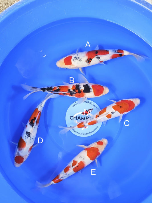 Koi fish for sale — 27-30 cm Takigawa Sanke at ChampKoi