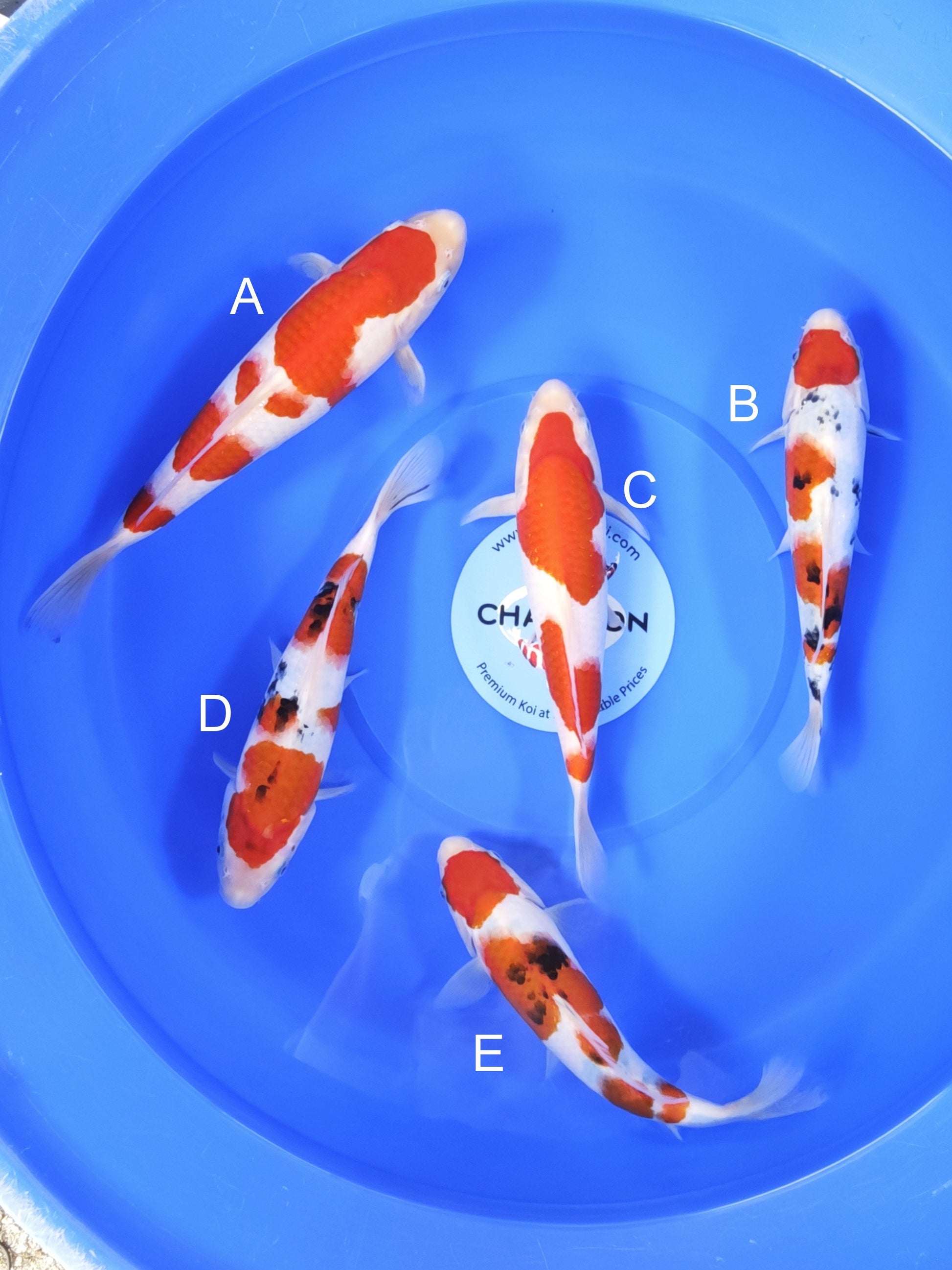 Koi fish for sale — 27-35 cm Takigawa Kohaku at ChampKoi