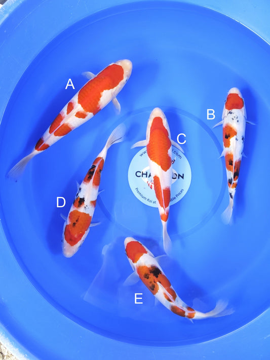 Koi fish for sale — 27-35 cm Takigawa Kohaku at ChampKoi