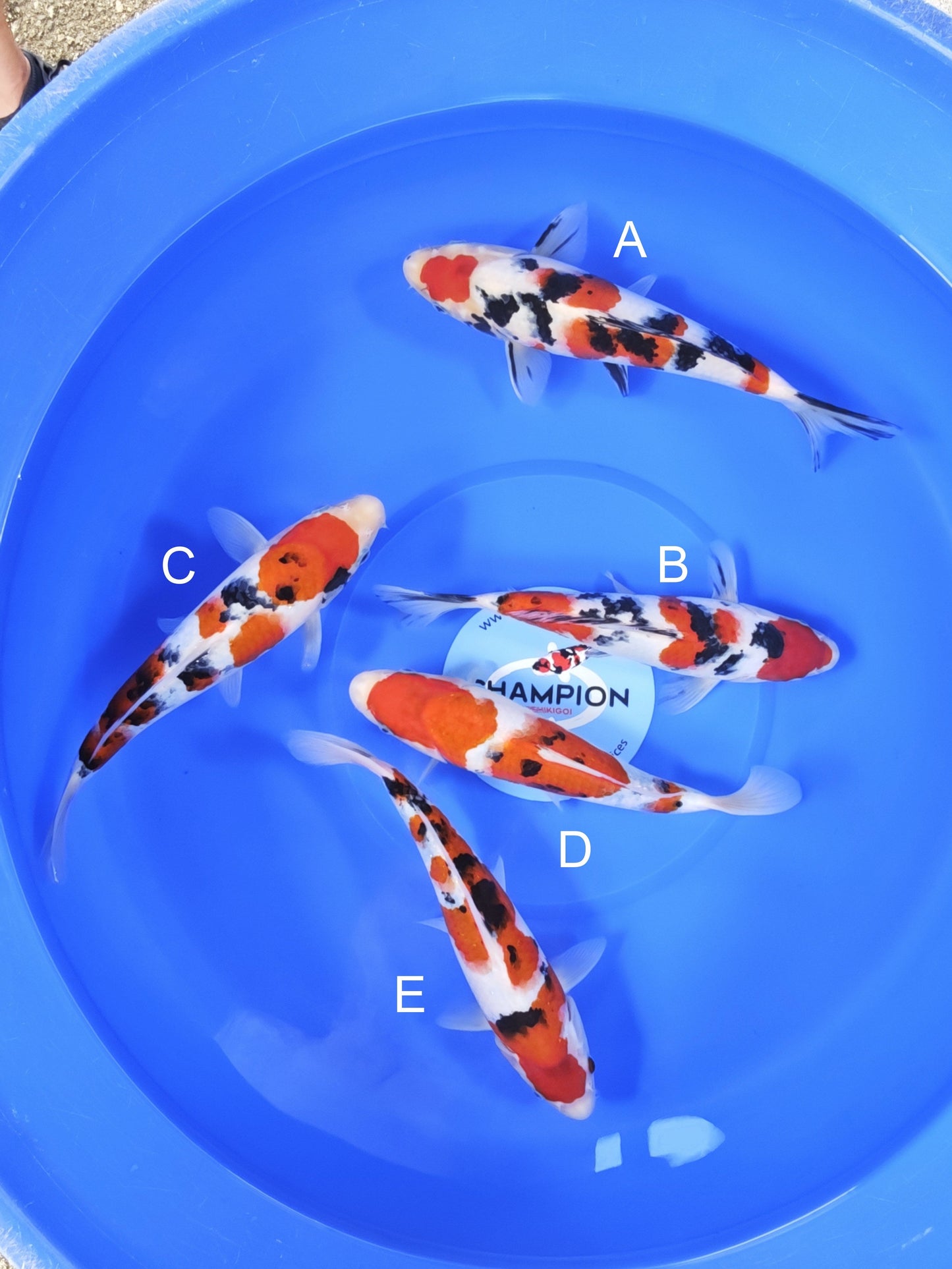 Koi fish for sale — 27-31 cm Takigawa Sanke at ChampKoi