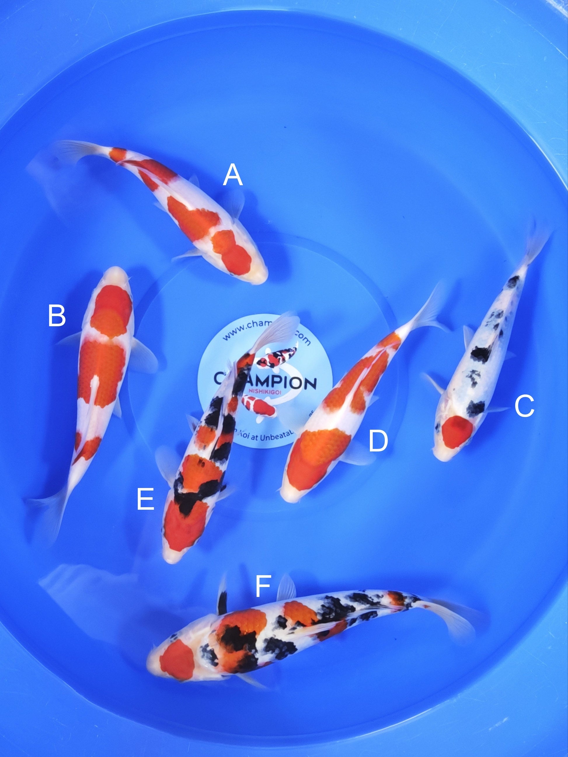 Koi fish for sale — 24-31 cm Takigawa Kohaku at ChampKoi