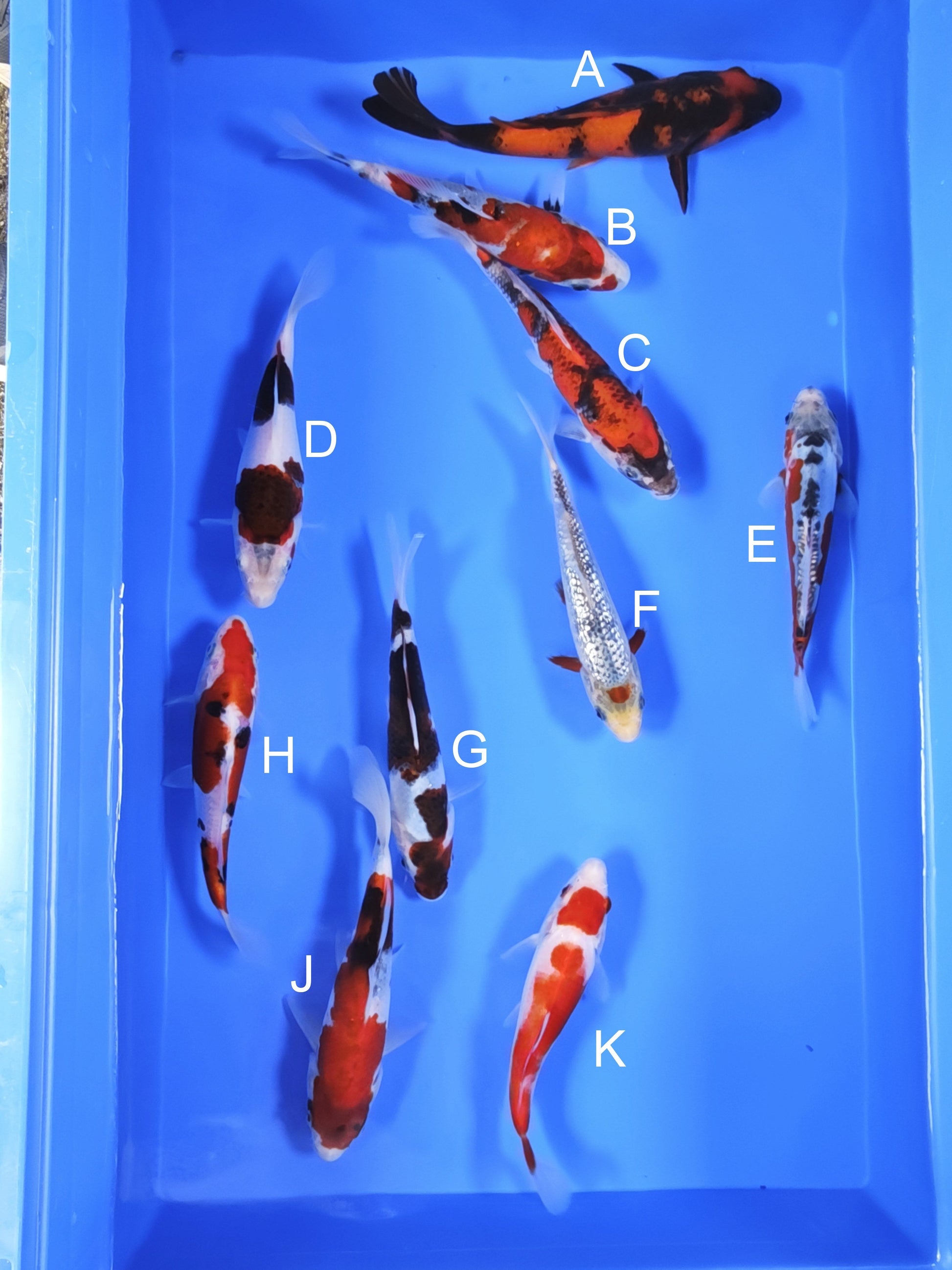 Koi fish for sale — 18-20 cm Ogata Hi Utsuri at ChampKoi