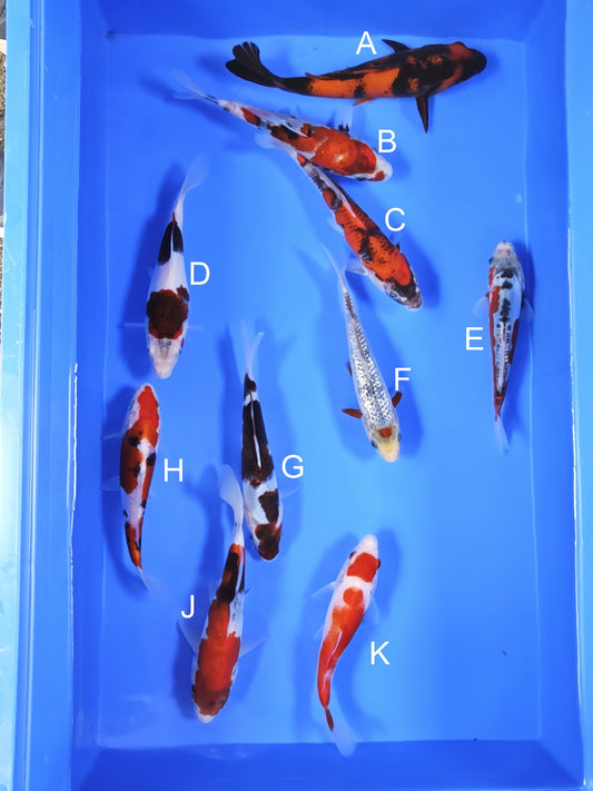 Koi fish for sale — 18-20 cm Ogata Hi Utsuri at ChampKoi