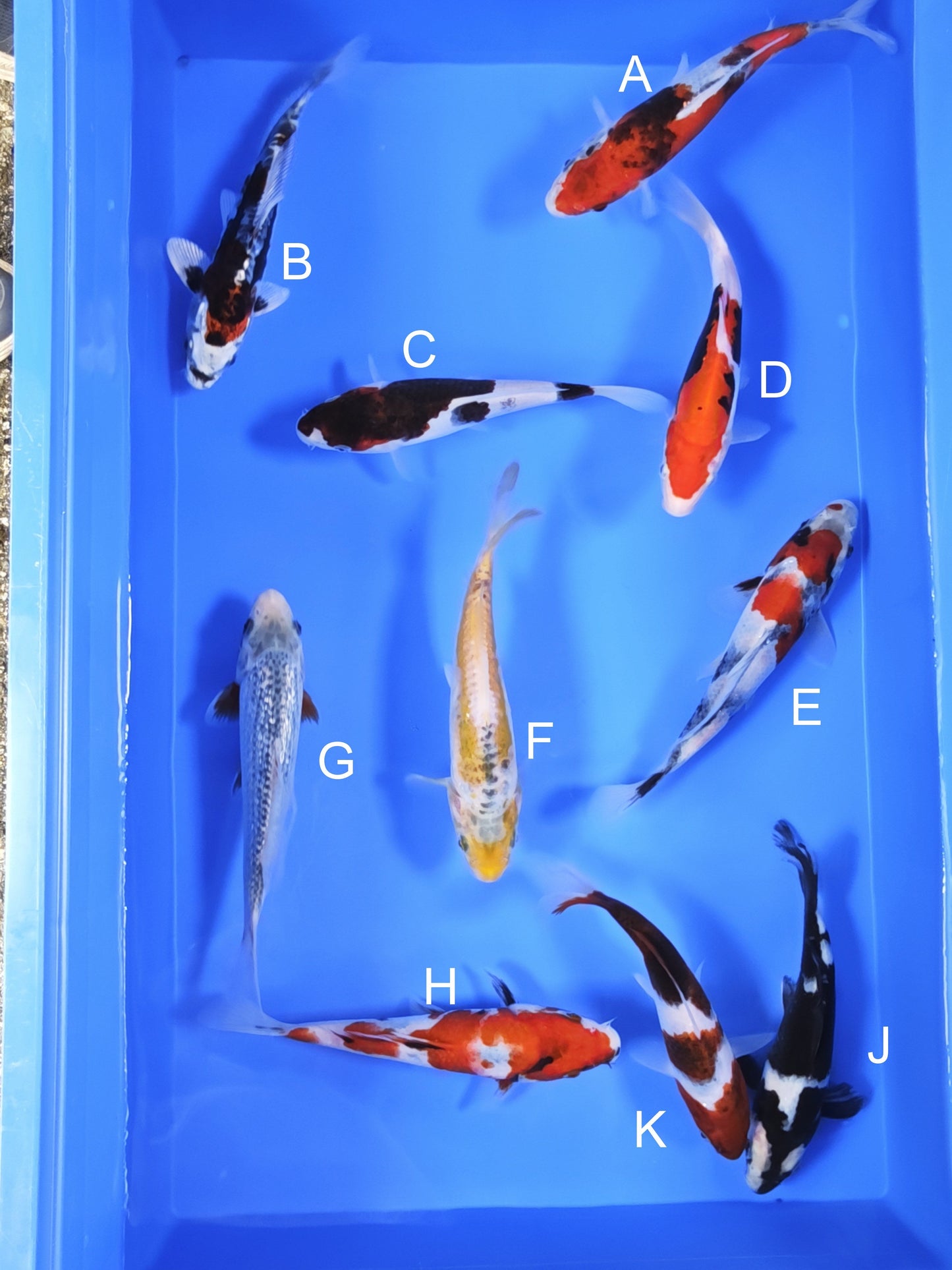 Koi fish for sale — 18-20 cm Ogata Benigoi at ChampKoi
