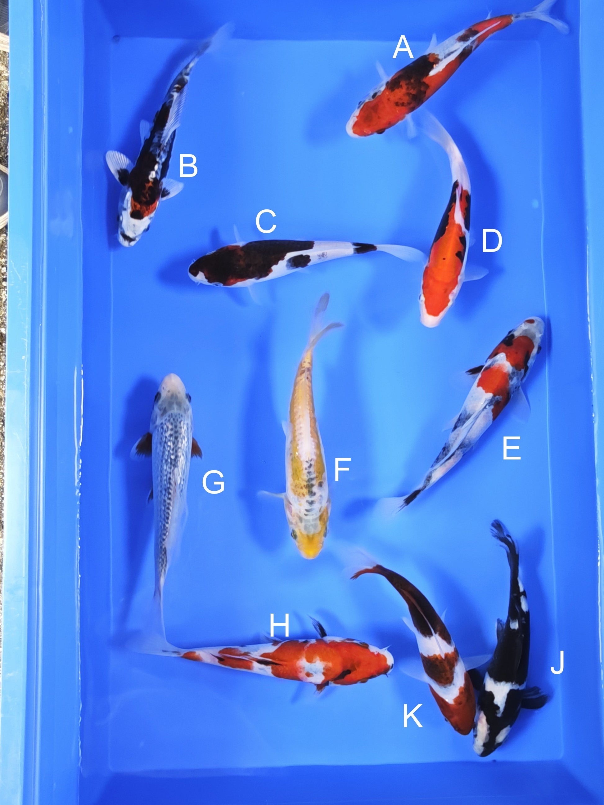 Koi fish for sale — 18-20 cm Ogata Benigoi at ChampKoi