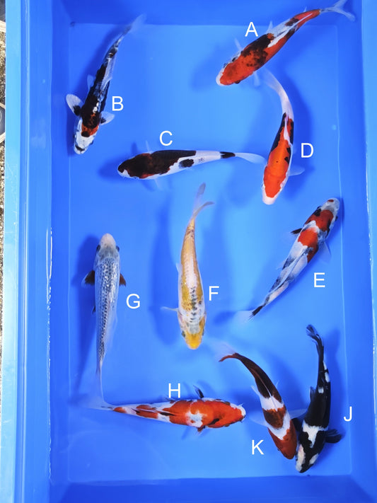 Koi fish for sale — 18-20 cm Ogata Benigoi at ChampKoi