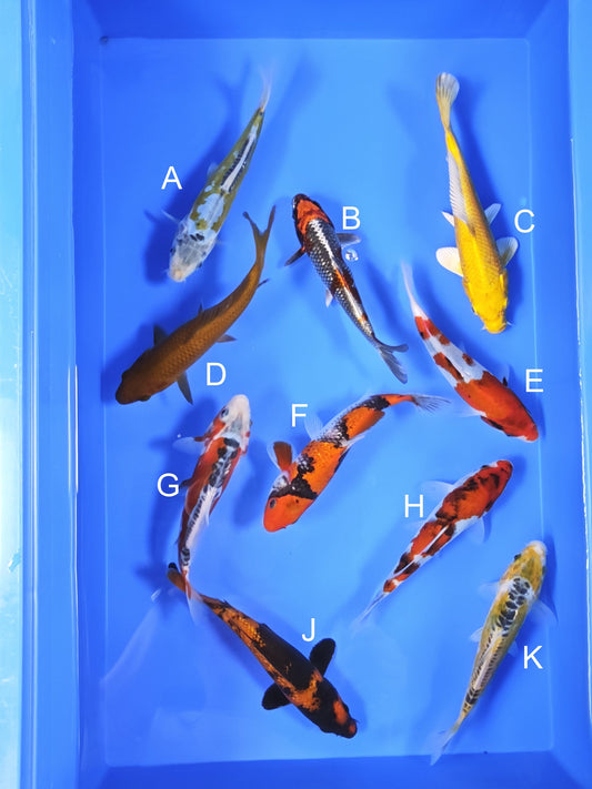 Koi fish for sale — 18-20 cm Ogata Aya Wakaba at ChampKoi