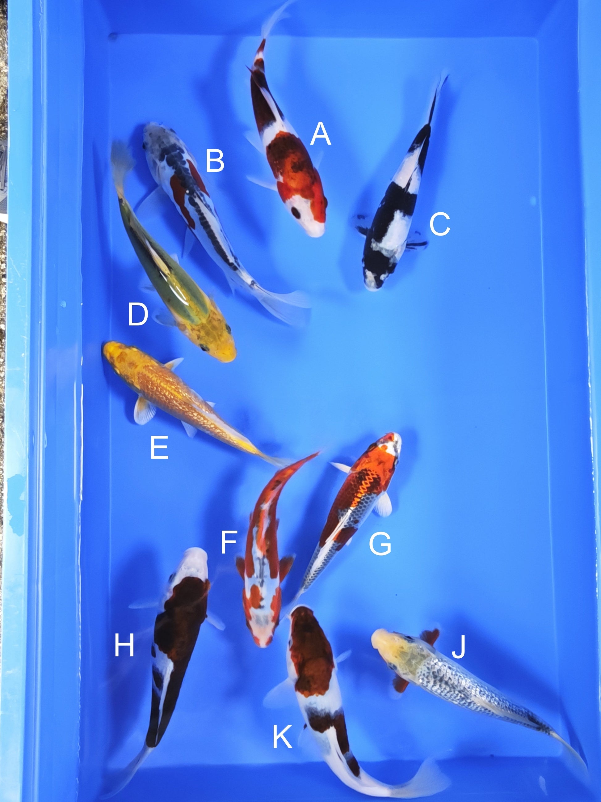 Koi fish for sale — 18-20 cm Ogata Budo Goromo at ChampKoi