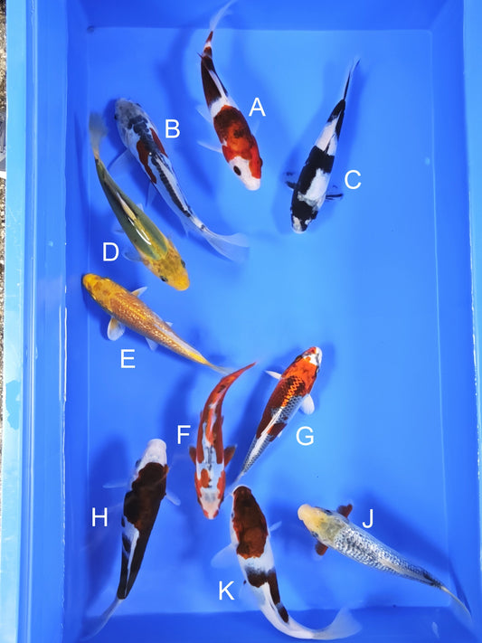 Koi fish for sale — 18-20 cm Ogata Budo Goromo at ChampKoi