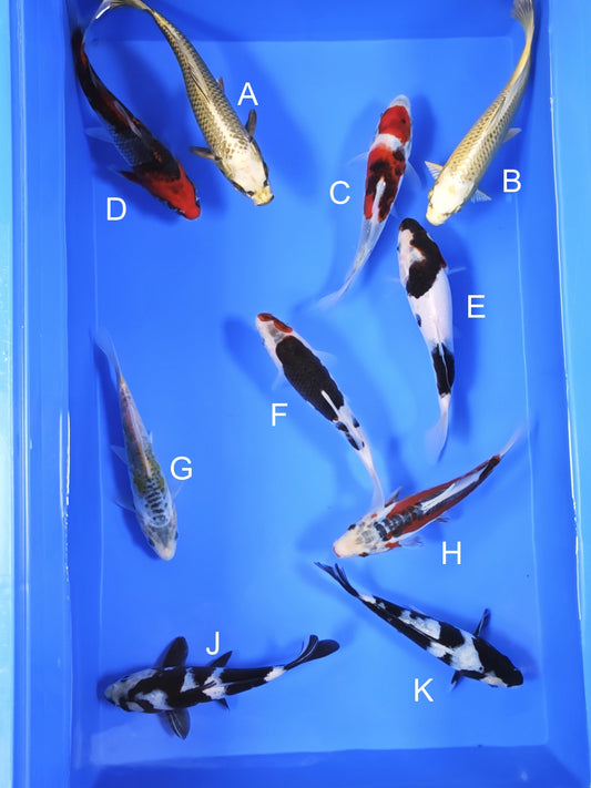 Koi fish for sale — 18-20 cm Ogata Mukashi Ogon at ChampKoi
