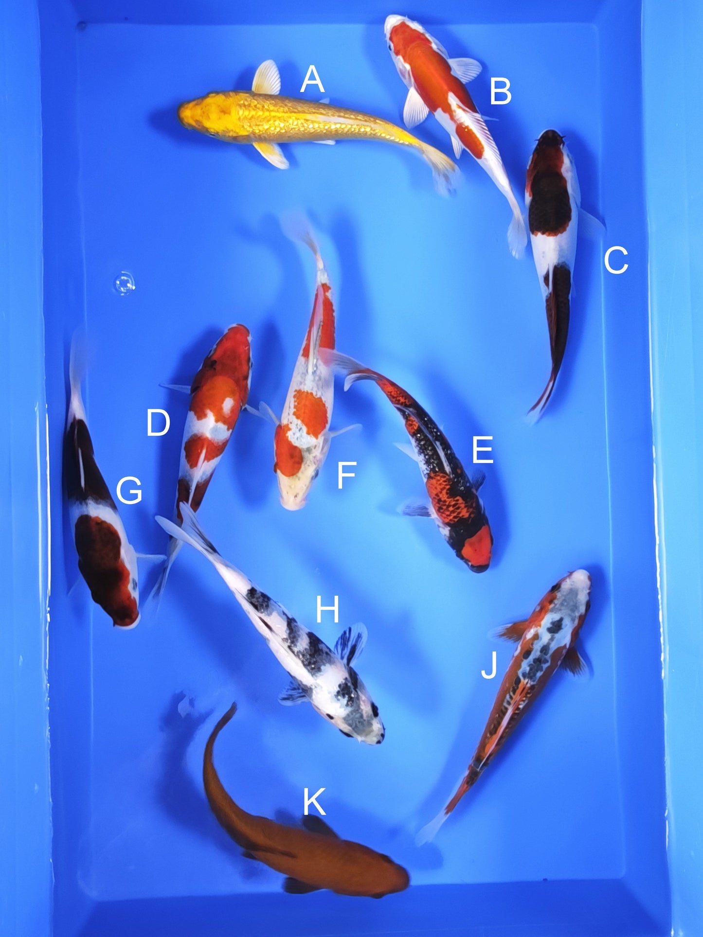 Koi fish for sale — 18-20 cm Ogata Ginrin Yamabuki Ogon at ChampKoi