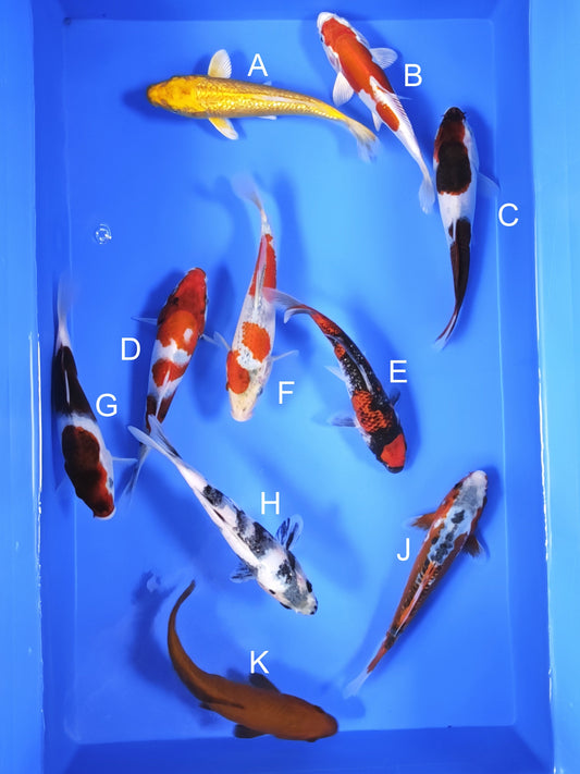 Koi fish for sale — 18-20 cm Ogata Ginrin Yamabuki Ogon at ChampKoi