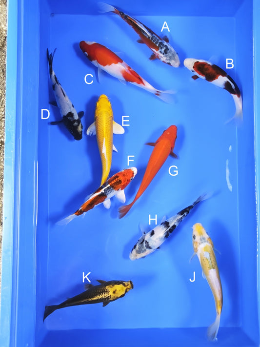 Koi fish for sale — 18-20 cm Ogata Shusui at ChampKoi