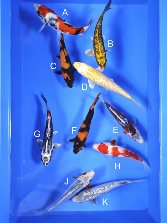 Koi fish for sale — 18-20 cm Ogata Showa at ChampKoi