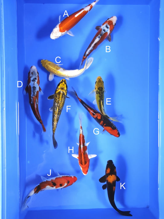 Koi fish for sale — 18-20 cm Ogata Kikusui at ChampKoi