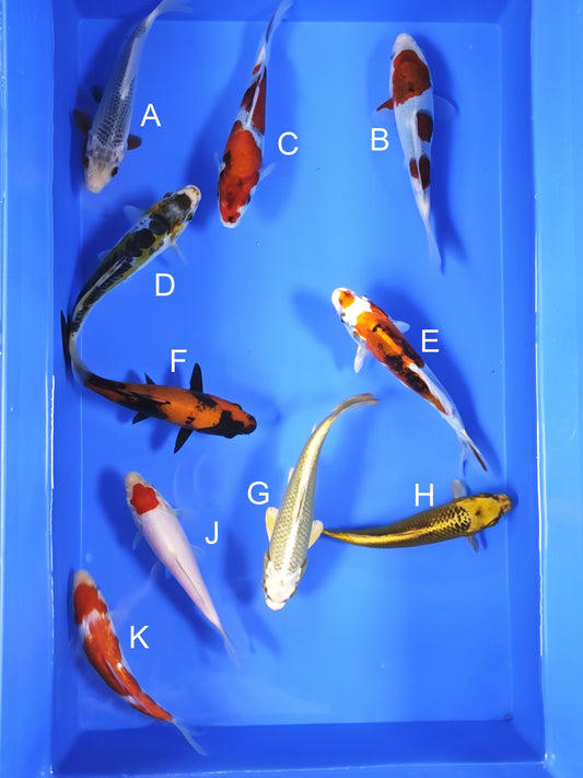 Koi fish for sale — 18-20 cm Ogata Asagi at ChampKoi