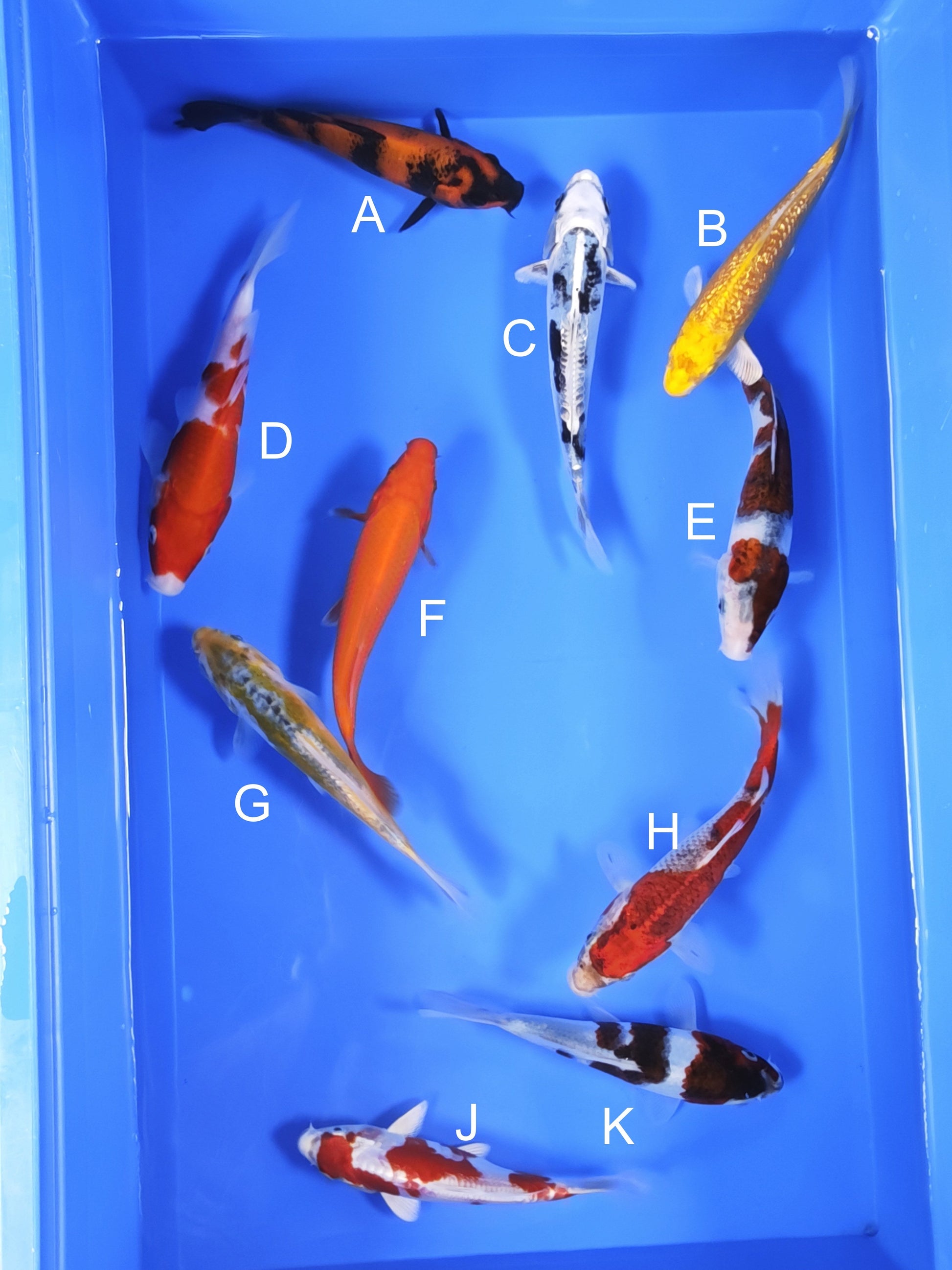 Koi fish for sale — 18-20 cm Ogata Hi Utsuri at ChampKoi