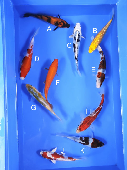 Koi fish for sale — 18-20 cm Ogata Hi Utsuri at ChampKoi