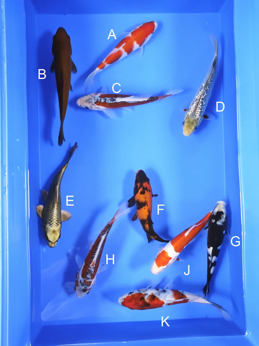 Koi fish for sale — 18-20 cm Ogata Kohaku at ChampKoi