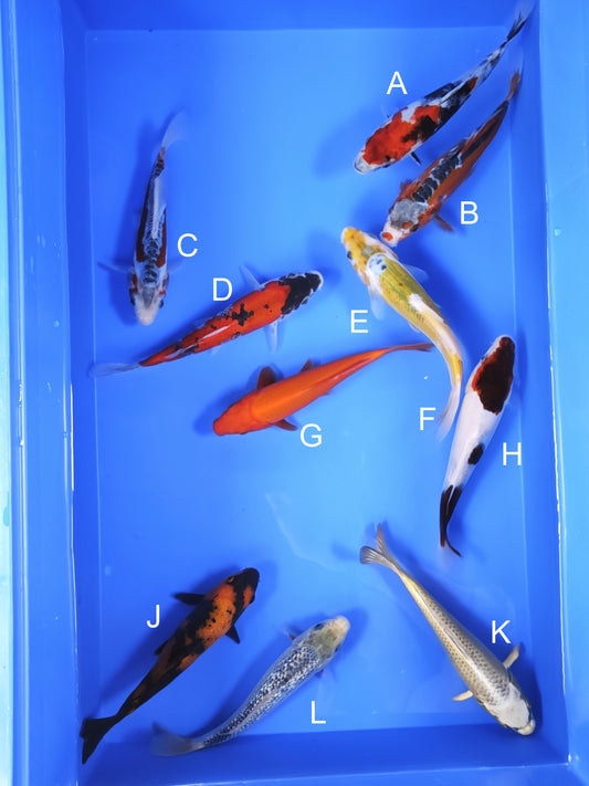 Koi fish for sale — 18-20 cm Ogata Showa at ChampKoi