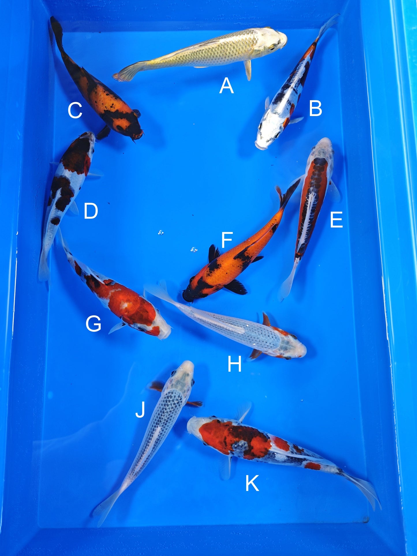 Ogata Mukashi Ogon koi for sale — 18-20 cm at ChampKoi