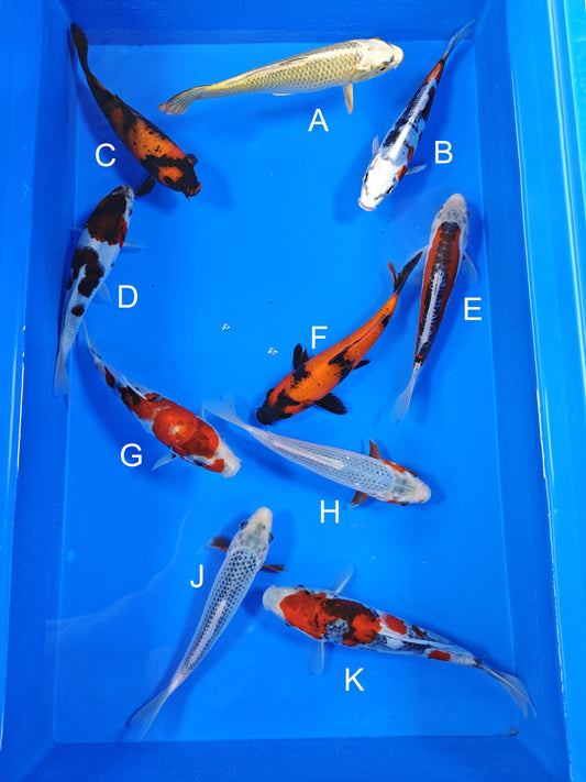 Ogata Mukashi Ogon koi for sale — 18-20 cm at ChampKoi