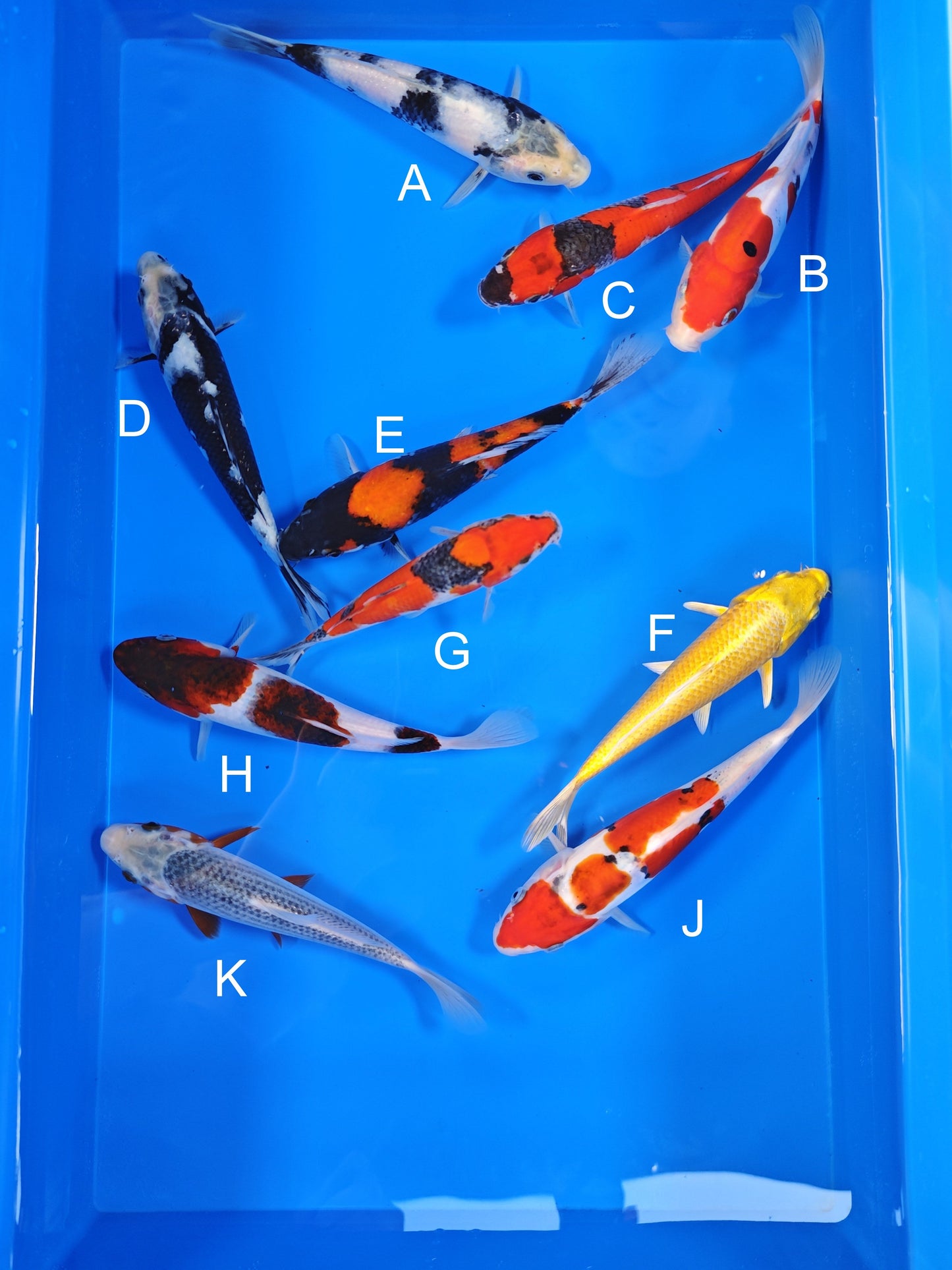 Ogata Shiro Utsuri koi for sale — 18-20 cm at ChampKoi