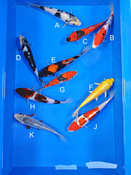 Ogata Shiro Utsuri koi for sale — 18-20 cm at ChampKoi