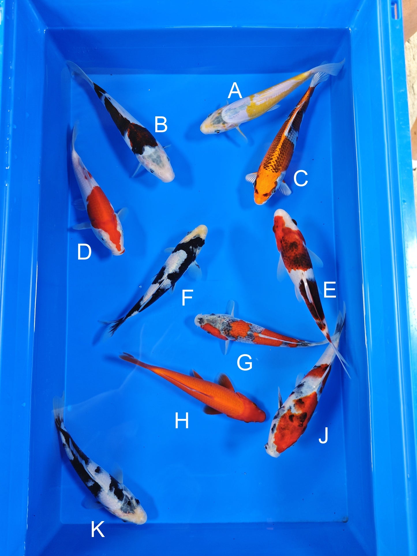 Ogata Doitsu Aya Wakaba koi for sale — 18-20 cm at ChampKoi