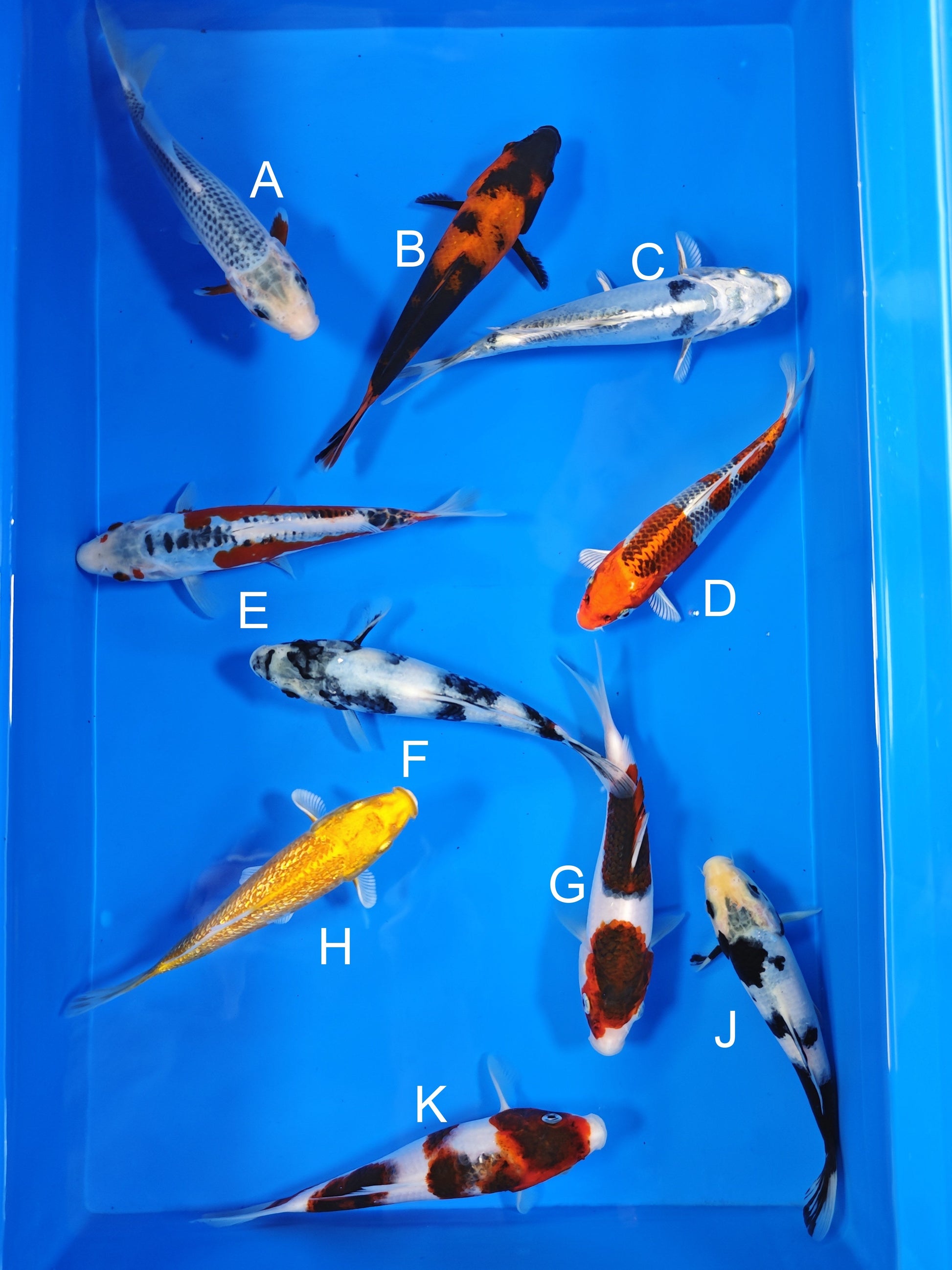 Ogata Asagi koi for sale — 18-20 cm at ChampKoi