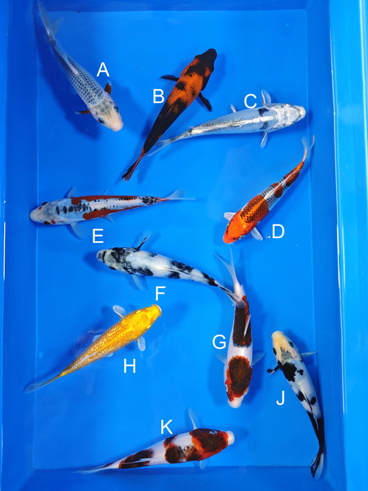 Ogata Asagi koi for sale — 18-20 cm at ChampKoi