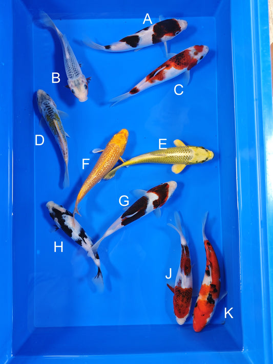 Ogata Budo Goromo koi for sale — 18-20 cm at ChampKoi