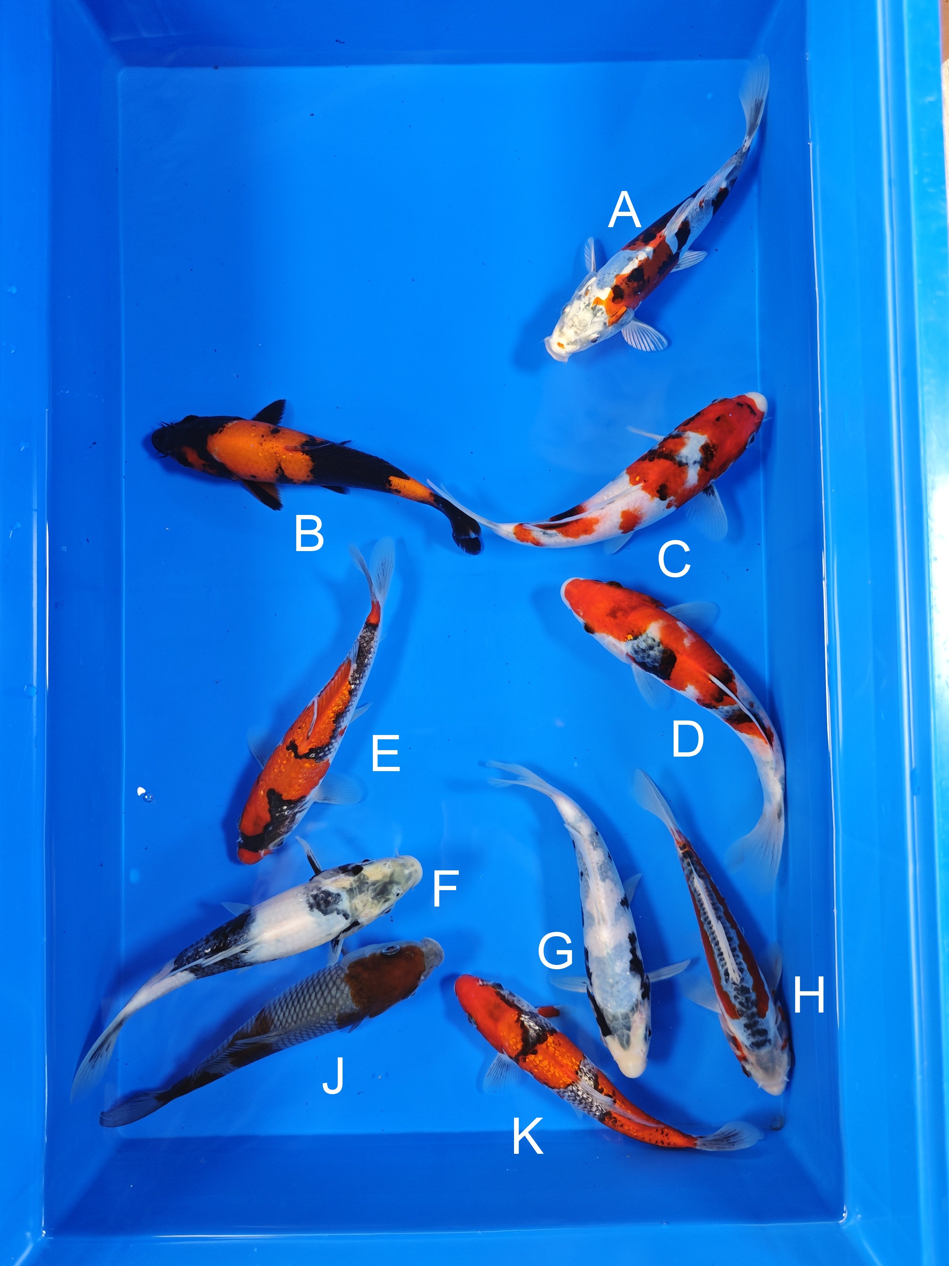 Japanese Koi Fish for Sale – All Koi Varieties | ChampKoi - Champion ...