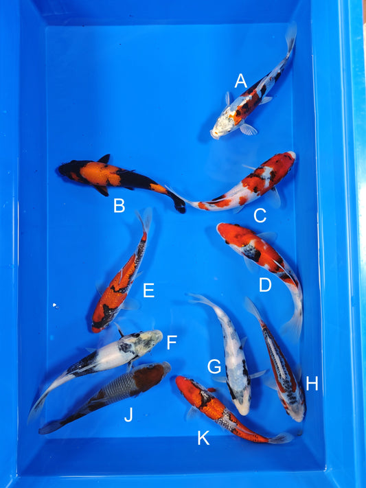 Ogata Beni Kikokuryu koi for sale — 18-20 cm at ChampKoi