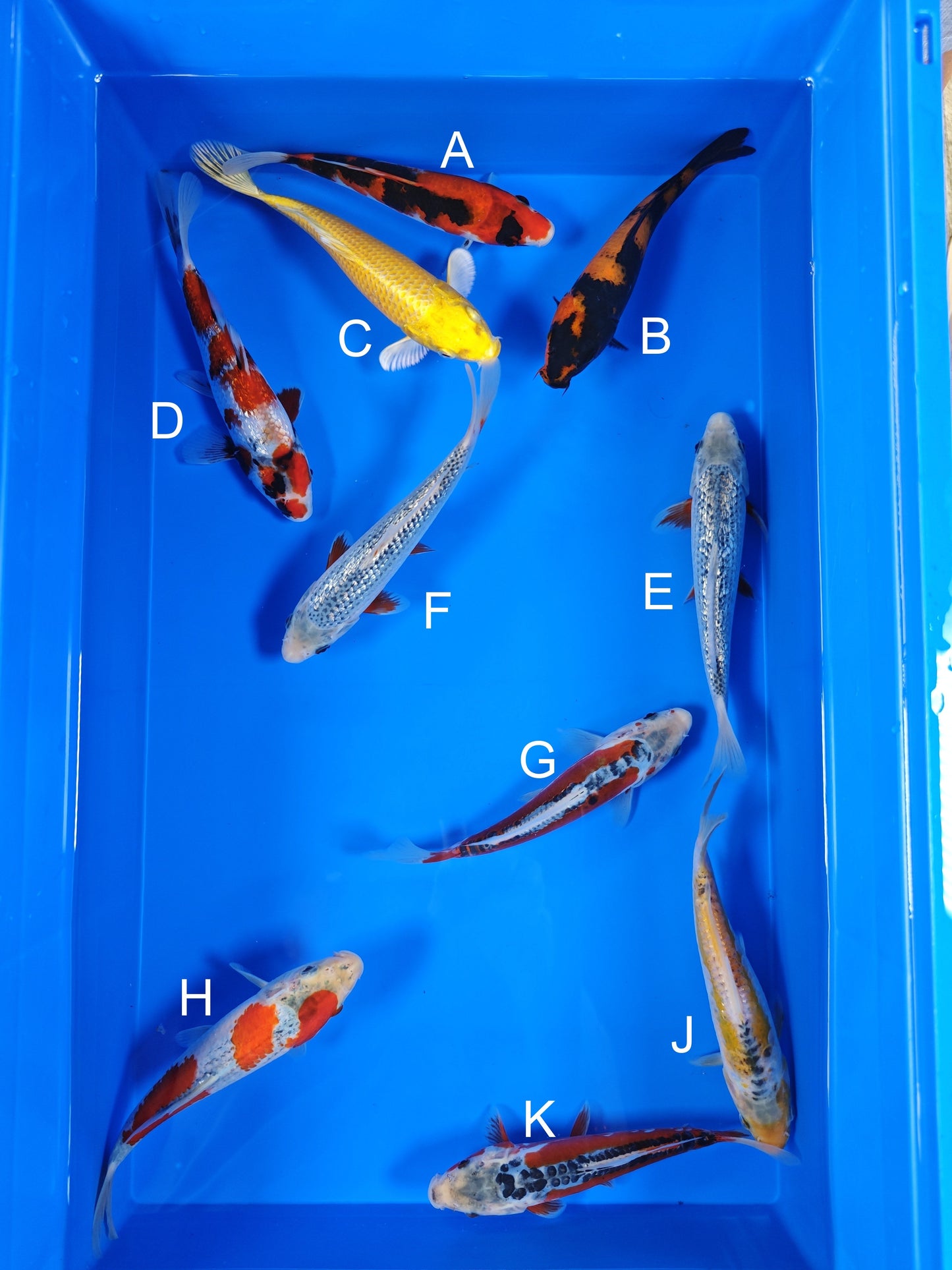 Ogata Showa koi for sale — 18-20 cm at ChampKoi