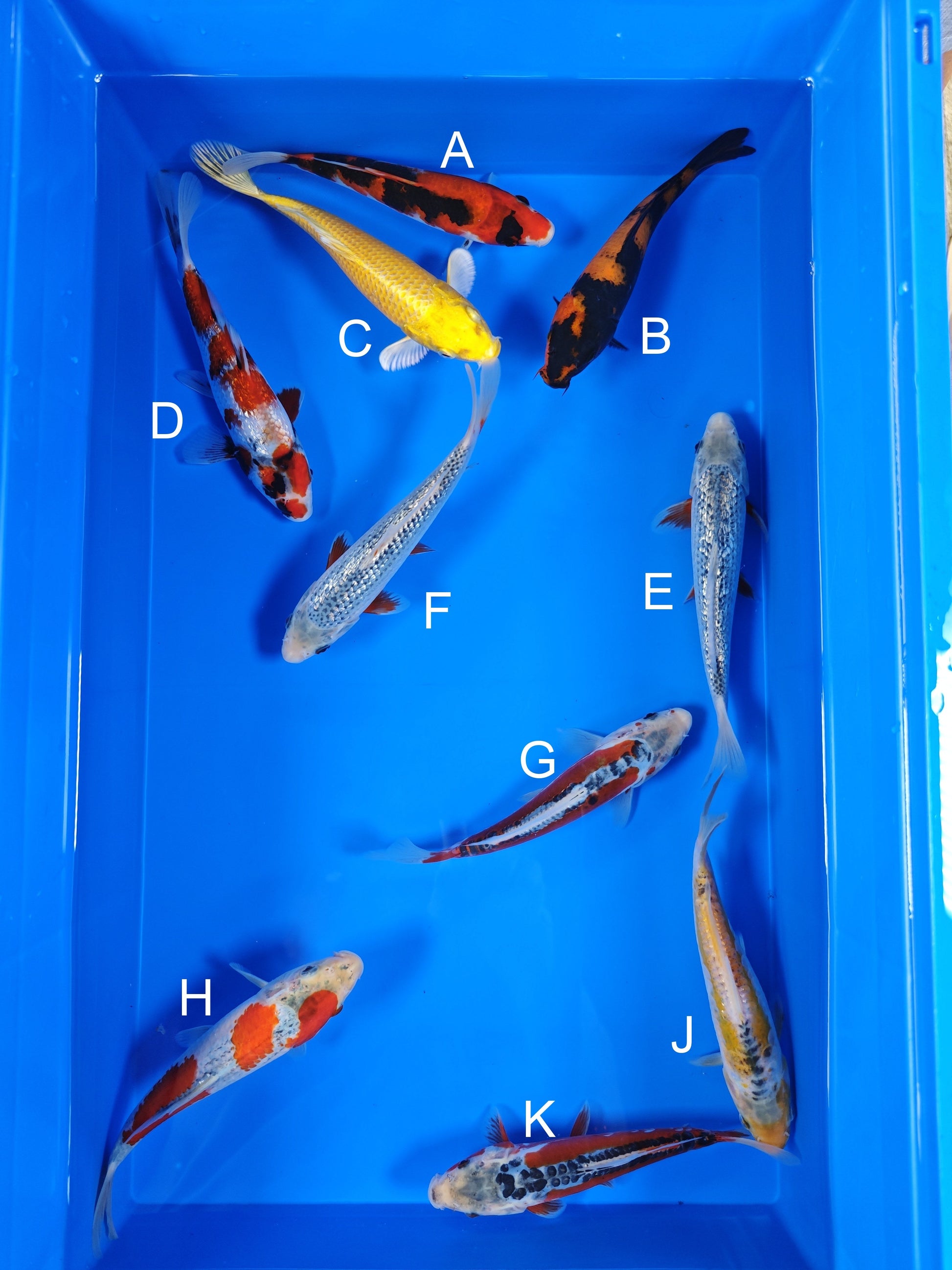 Ogata Showa koi for sale — 18-20 cm at ChampKoi