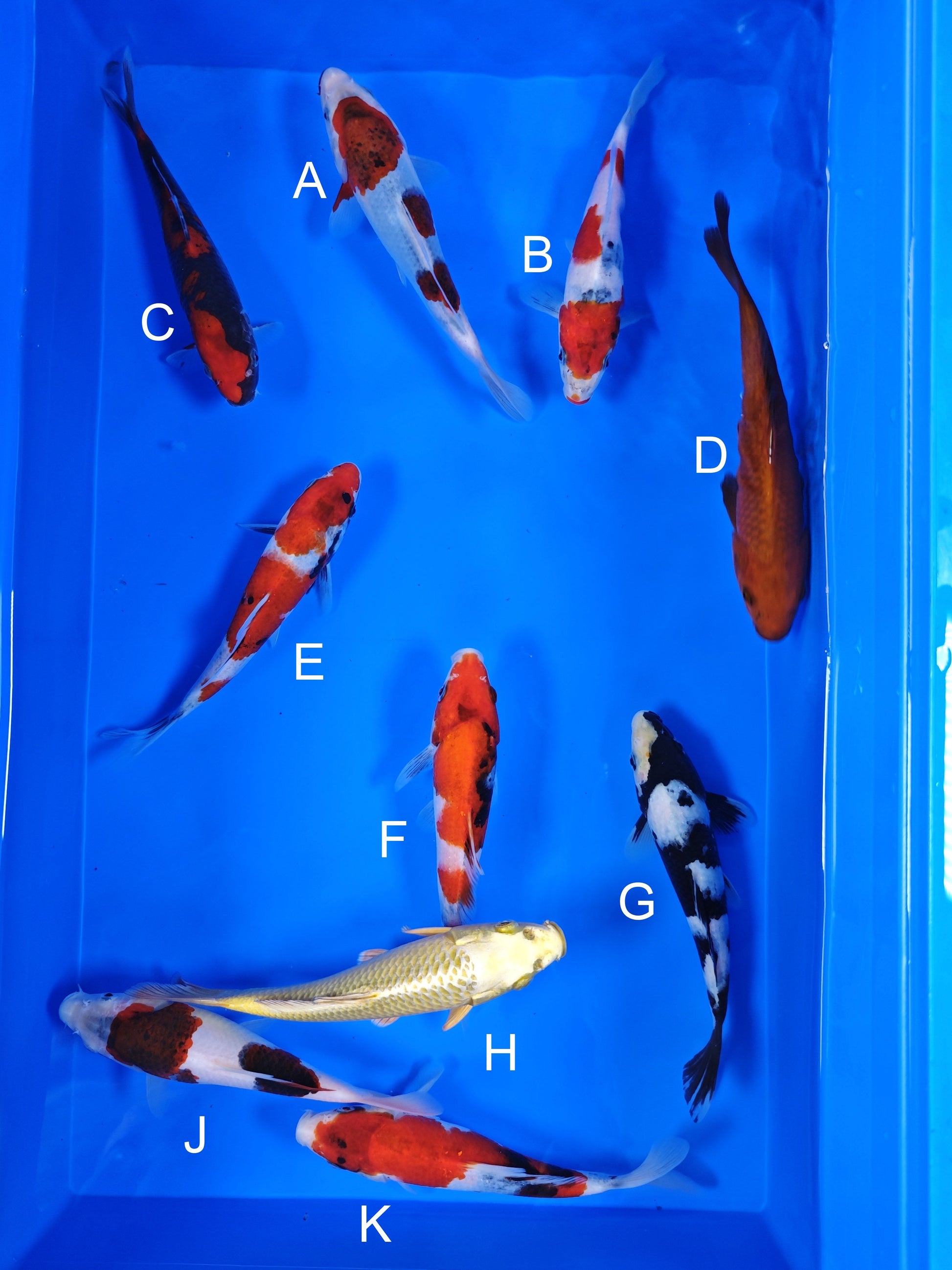 Ogata Budo Goromo koi for sale — 18-20 cm at ChampKoi