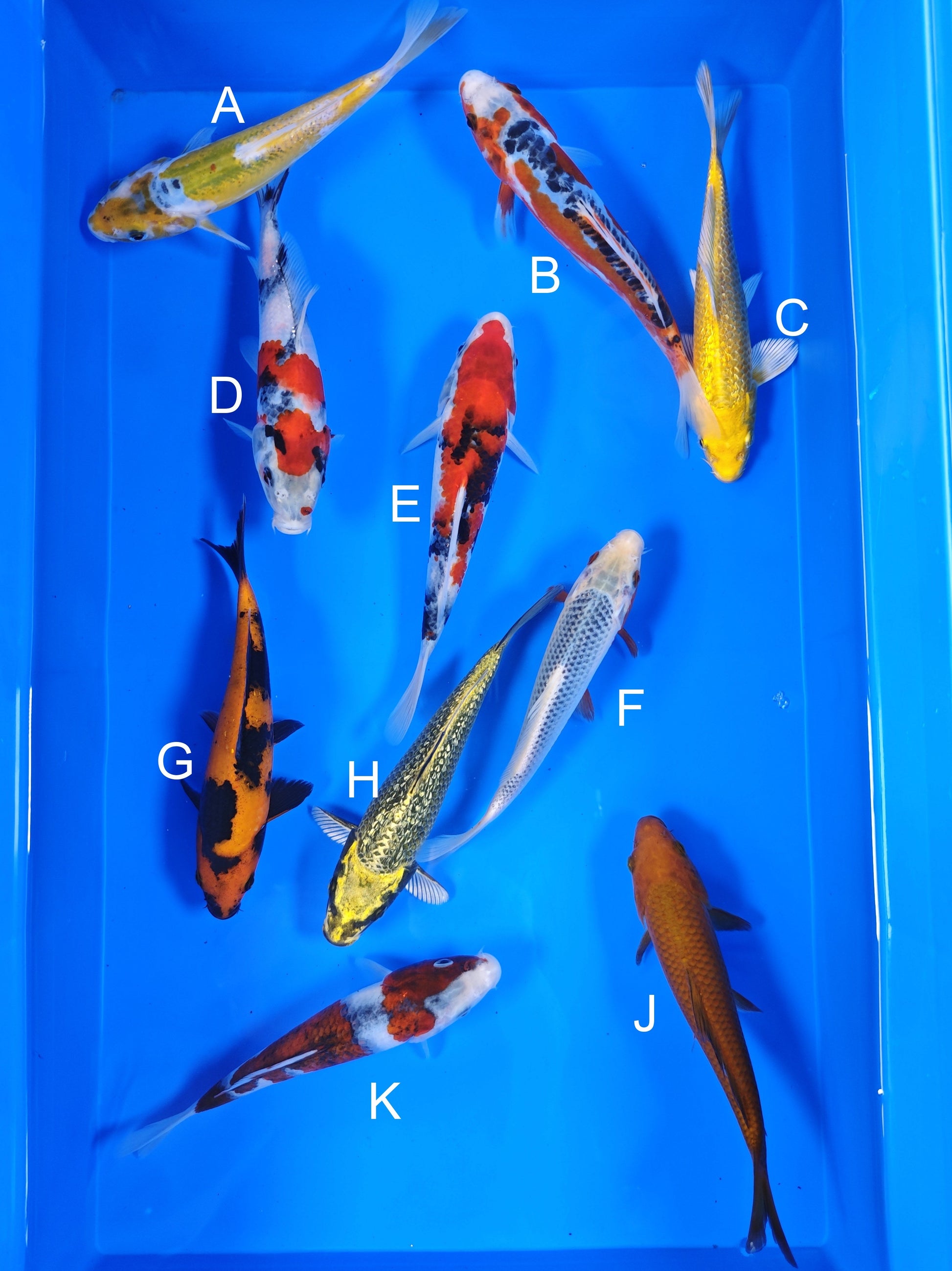 Ogata Aya Wakaba koi for sale — 18-20 cm at ChampKoi