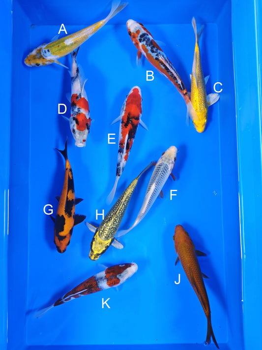 Ogata Aya Wakaba koi for sale — 18-20 cm at ChampKoi