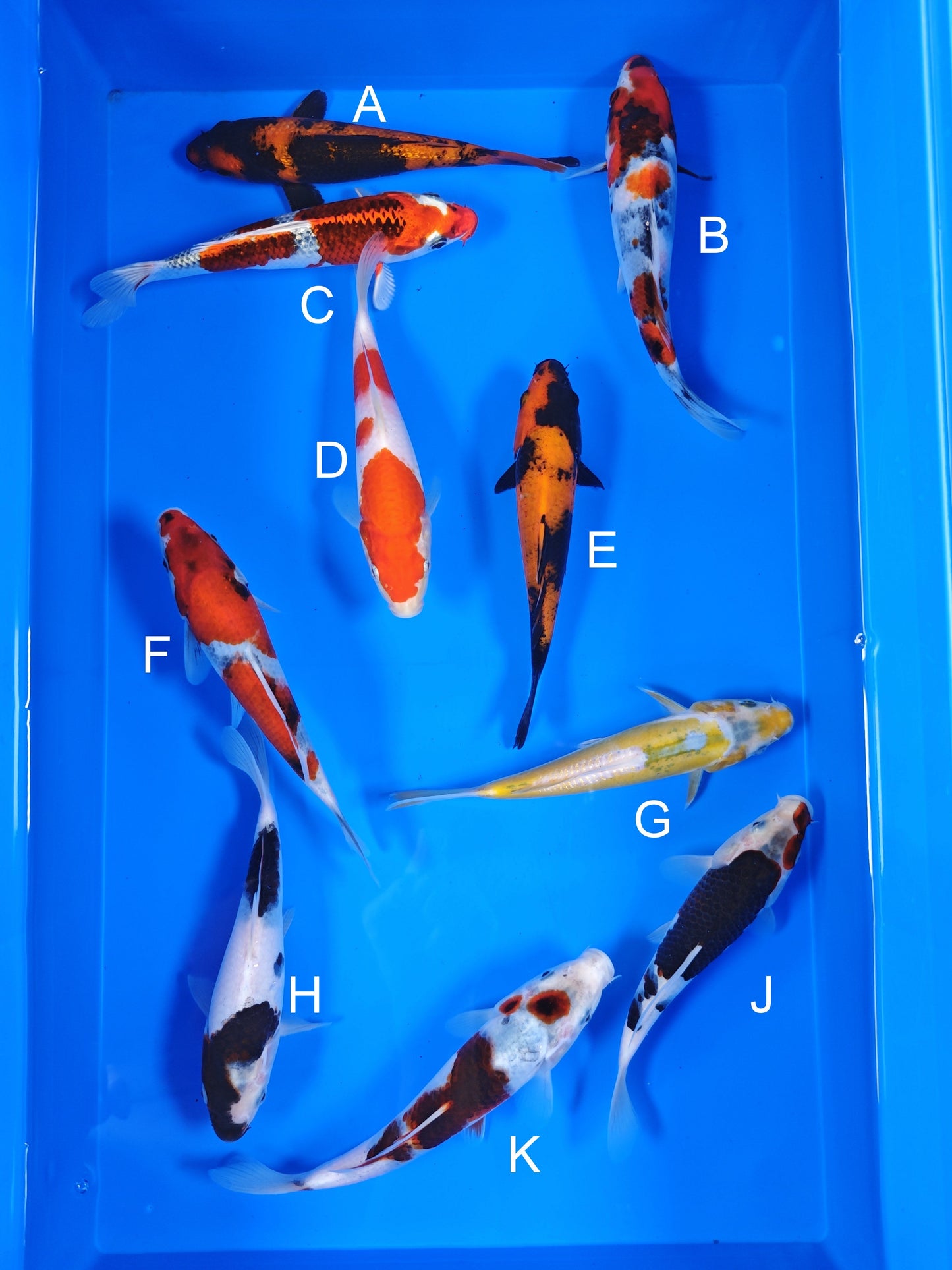 Ogata Hi Utsuri koi for sale — 18-20 cm at ChampKoi