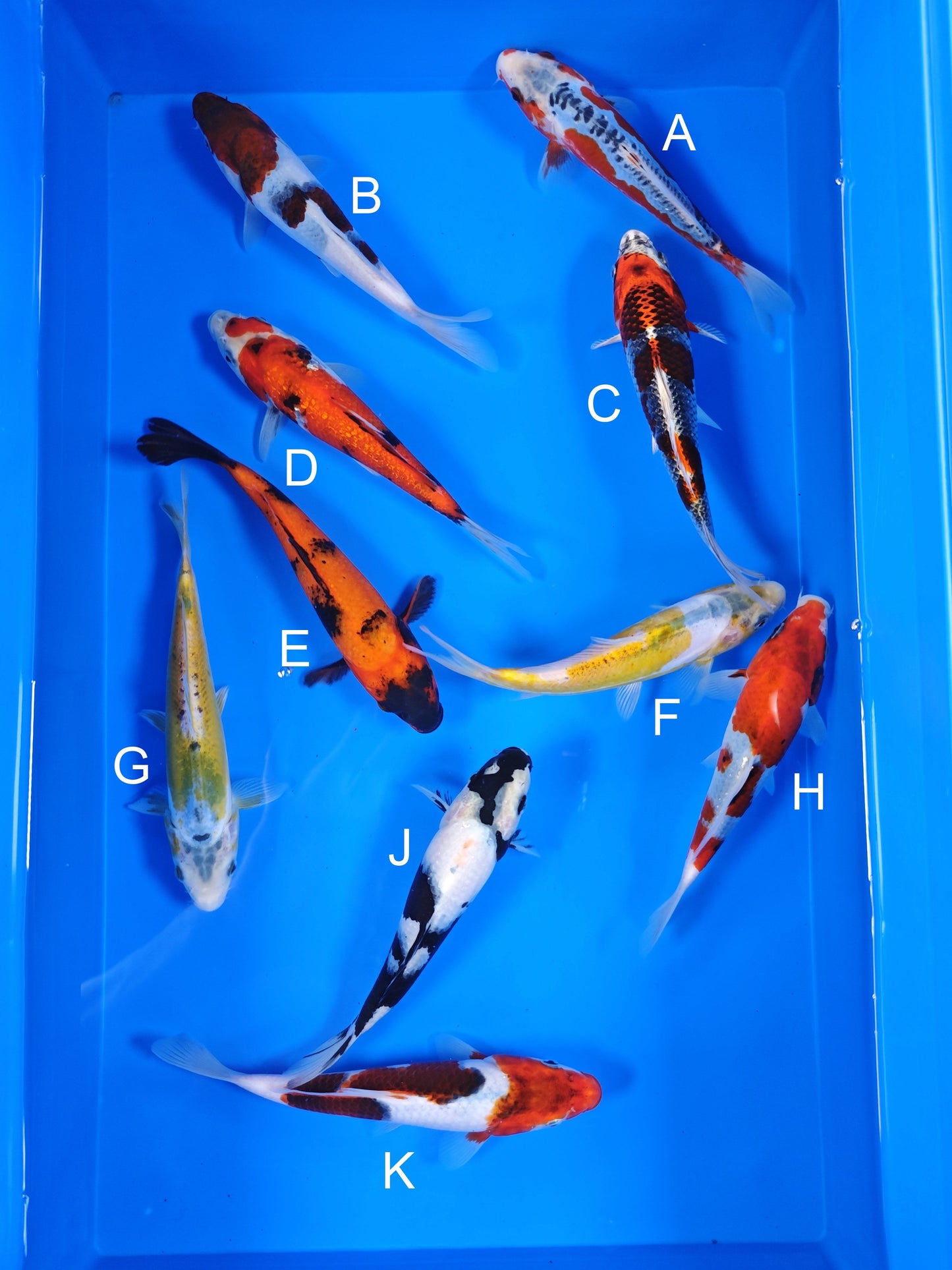Ogata Shusui koi for sale — 18-20 cm at ChampKoi