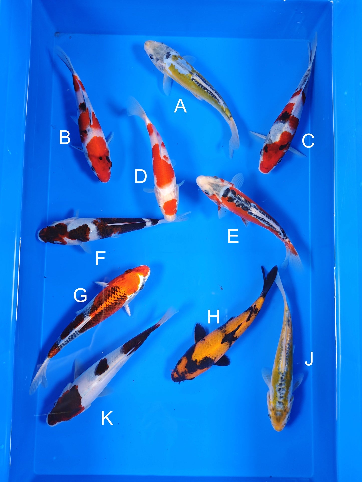 Ogata Aya Wakaba koi for sale — 18-20 cm at ChampKoi
