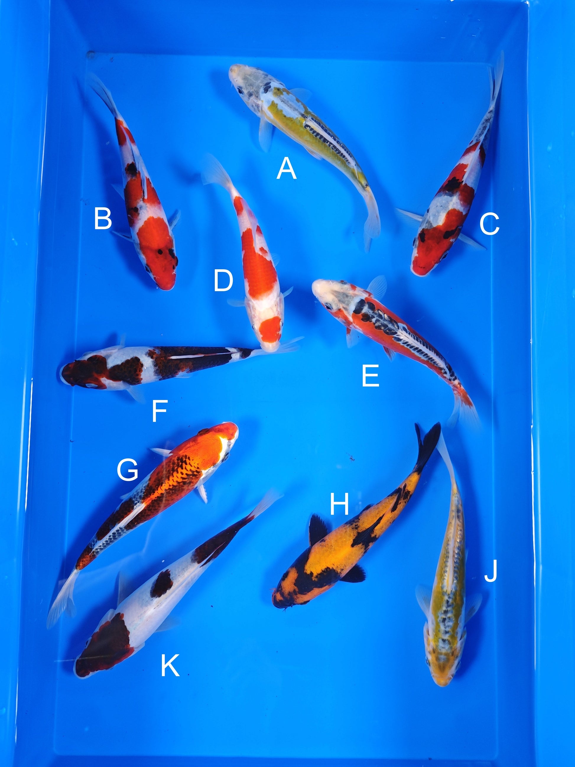 Ogata Aya Wakaba koi for sale — 18-20 cm at ChampKoi