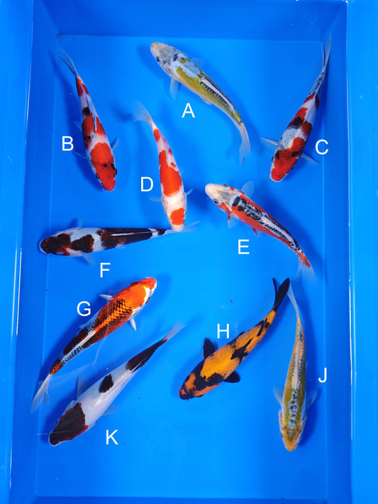 Ogata Aya Wakaba koi for sale — 18-20 cm at ChampKoi