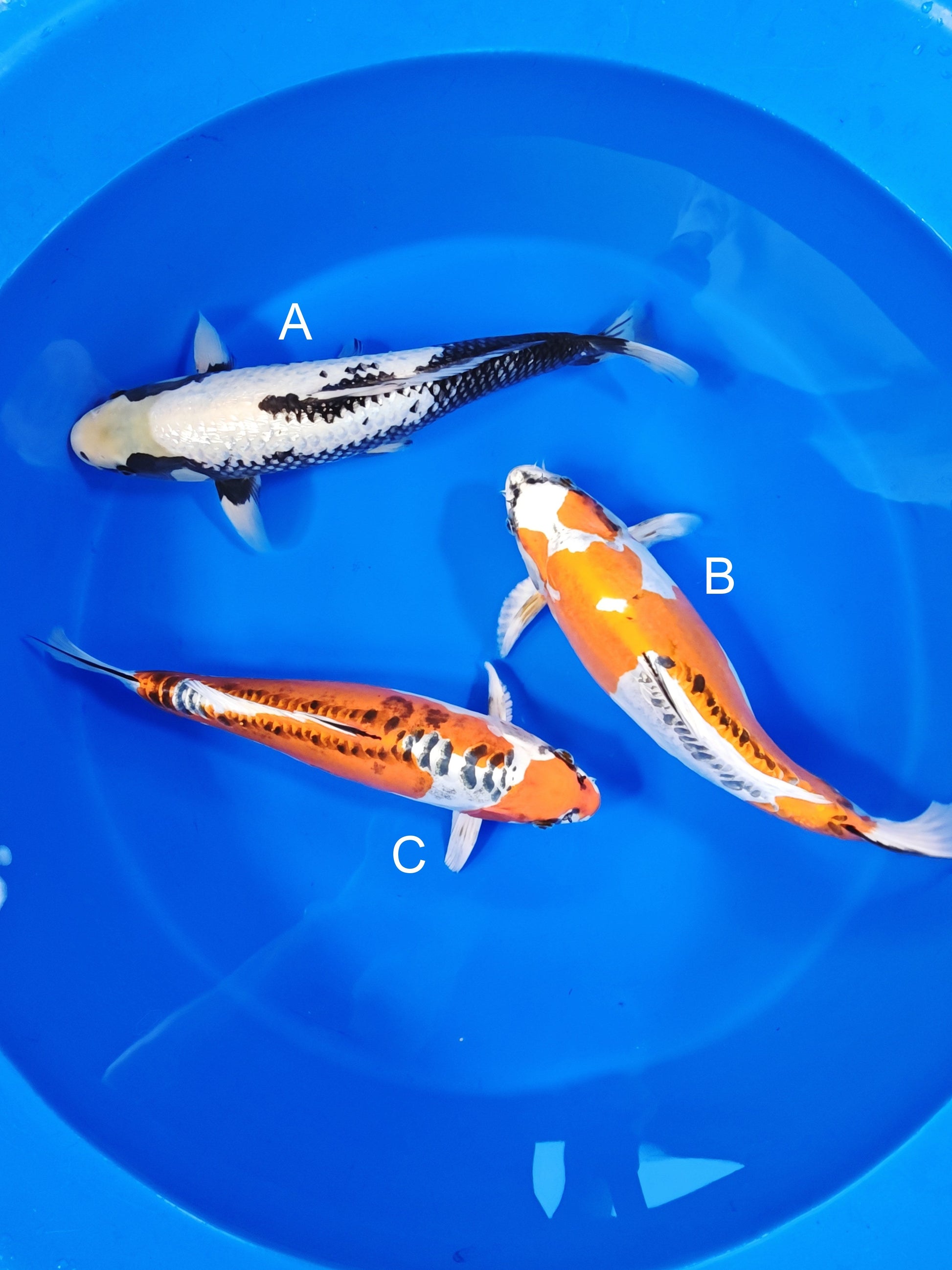 Kanno Ginrin Matsukawabake koi for sale at ChampKoi
