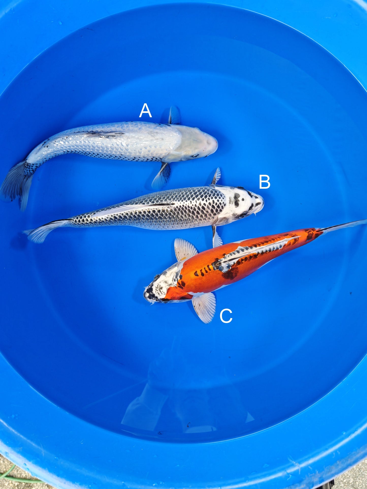 Kanno Ginrin Matsukawabake koi for sale at ChampKoi