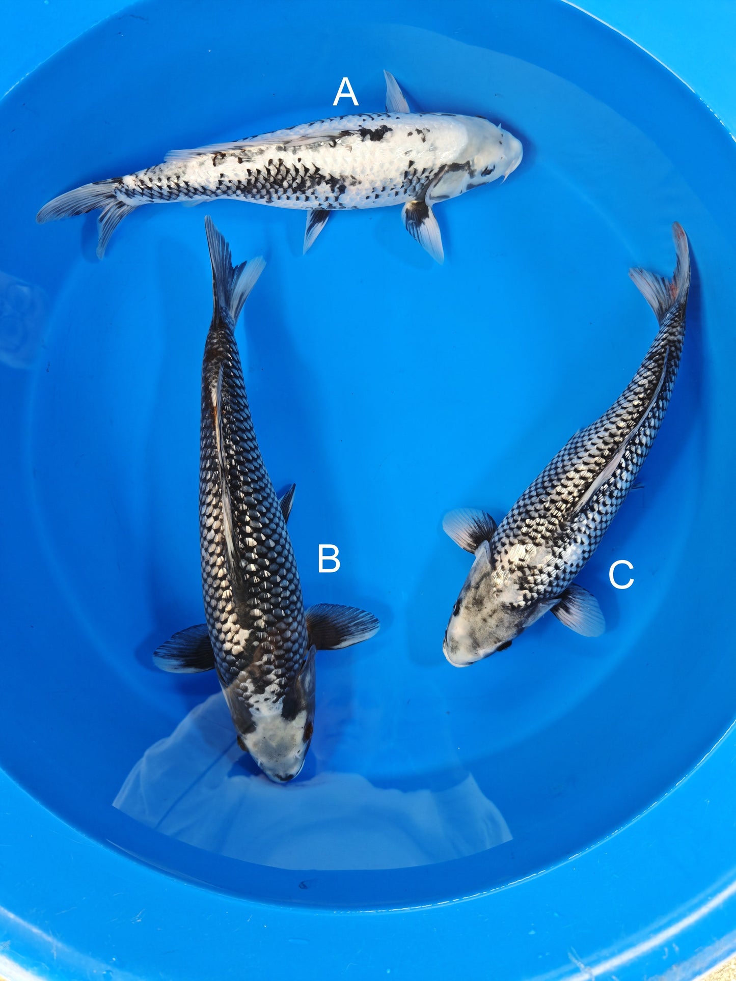 Kanno Ginrin Matsukawabake koi for sale at ChampKoi
