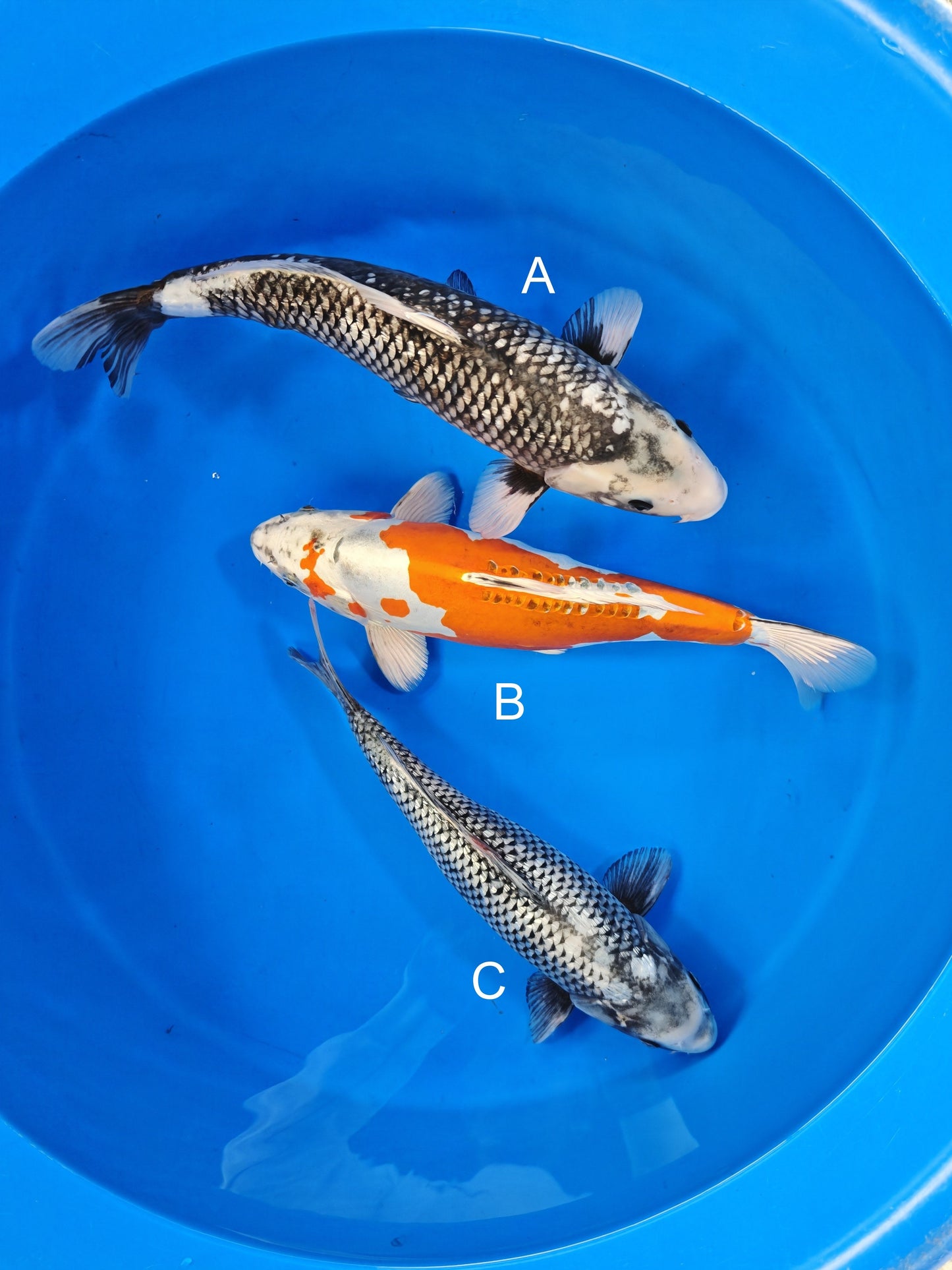 Kanno Ginrin Matsukawabake koi for sale at ChampKoi